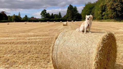 A white dog sits on top of a circular bale of hay, in the middle of a harvested field under a cloudy sky.