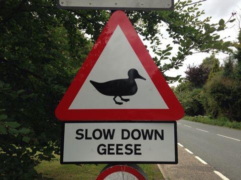 A unofficial road warning sign with the outline of a black goose on a white background inside a red-bordered triangle. A sign underneath the triangle says "SLOW DOWN GEESE".