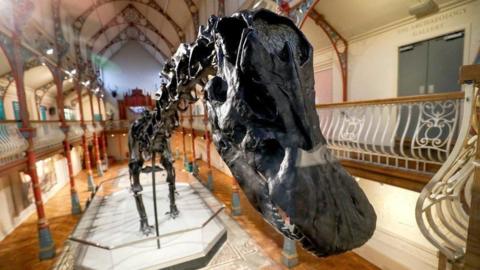A close-up shot of a replica dinosaur skeleton from the front, with its head near to the camera.