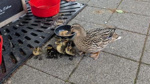 A brown duck with a brood of six brown and yellow ducklings. They are standing on the pavement in front of a small bowl of duck food and two small buckets filled with water.