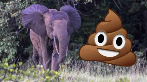 An African forest elephant walks in the grass and faces slightly towards the camera. A poop emoji is superimposed on the right of the image