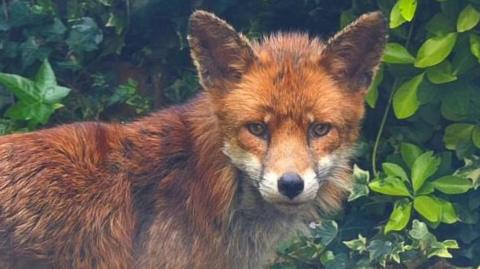 Image showing the head and shoulders of a red fox. The fox is standing and looking at the camera. In the background can be seen an ivy bush and foliage.