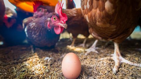A chicken looks down closely at an egg