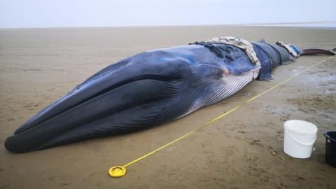 The 30ft (10m) fin whale was beached in the Deeside estuary