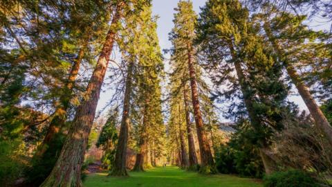 Giant redwood avenue at Benmore Botanic Garden in the Scottish Highlands