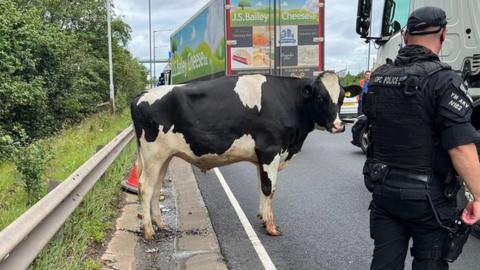 A cow on the motorway