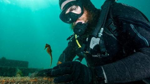 Diver releases seahorse underwater