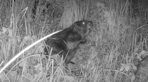 Trail camera photograph of a beaver, in black and white night-vision. The animal is sat up on its haunches, with its eyes reflecting light back at the camera. It's surrounded by leaves and shrubbery.