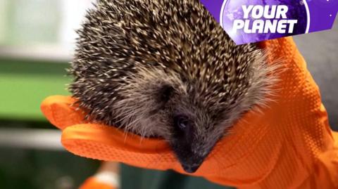 A hedgehog