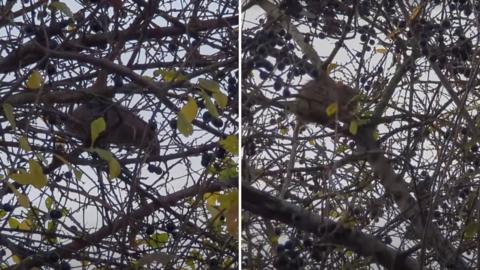 A side by side of two pictures showing rats amongst bare branches in a tree. Both are large rats and one of their tails can be seen dangling down from the branch.