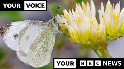 A white butterfly with two black spots is shown from its side as it clings onto a yellow flower.