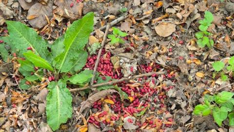 Image of red pellets, believed to be rat poison, on the forest floor with brown leaves and green weeds
