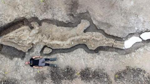 A vertical shot of a man laying next to the large fossil of the Sea Dragon.