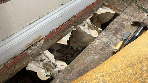 Mould and rot under the floorboards of a house