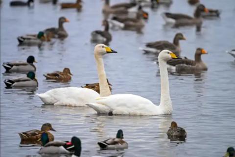 Two whooper swans in the wetland surrounded by ducks