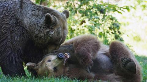 Boki the bear rolls on the grass at Wildwood, as a second bear stands over him and grooms him.