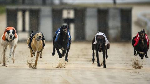 Five greyhounds racing on a track, wearing muzzles.