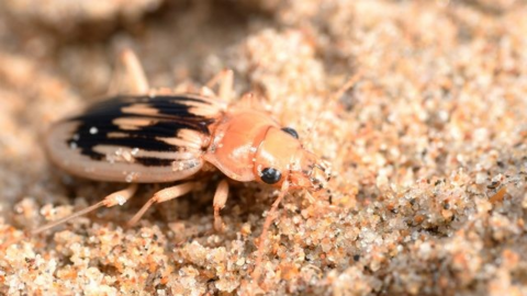 A black and sandy coloured beetle on some light-coloured sand.