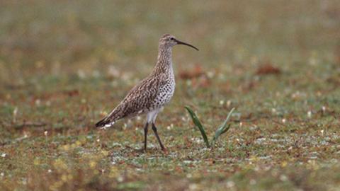 Slender-Billed Curlew