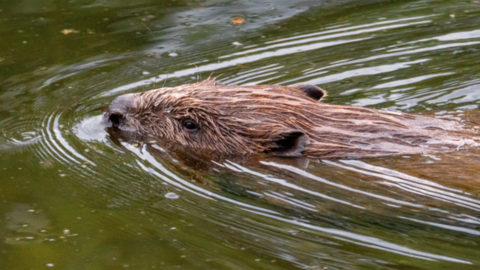 A beaver swimming in a river. Its brown fur is wet as it glides through the water, with one deep, black eye looking ahead and two small ears tucked behind. The rippling water reflects the green foliage above, with small leaves floating alongside the animal.