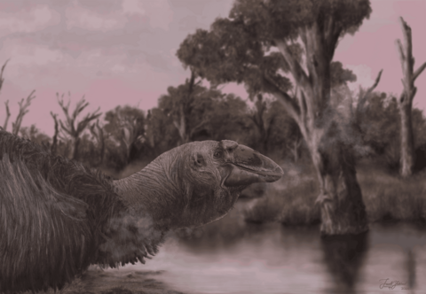 An artist's depiction of the Genyornis newtoni showing a bird with a  large upper and lower jaw 