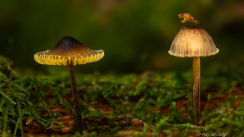 A close-up shot of two slender-stemmed brown mushrooms, one with its gills flaring outwards and clearly visible, the other more curled under. They are set among green foliage on a woodland floor. A fly is sitting on the right-hand mushroom. 