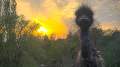 Setting sun behind some trees, with an emu staring into the camera at close range.