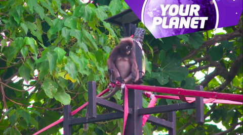 A monkey and the Your planet lofo 