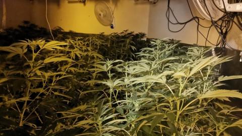 Cannabis grow found in Littleover, Derbyshire