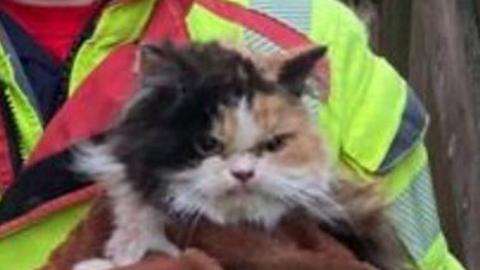 The grumpy cat after being rescued from being stuck