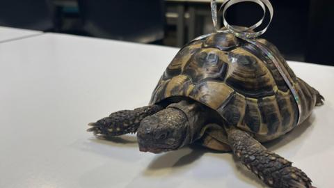 Billy the tortoise on a table