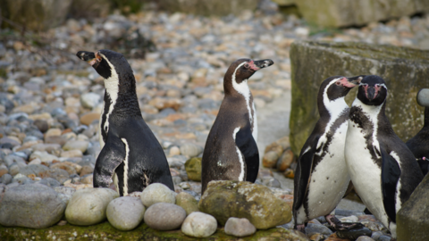 Four penguins standing on rocks