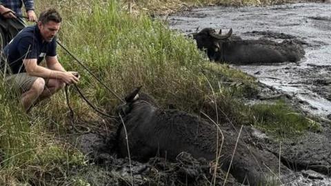 Men with ropes attached to buffalo stuck in mud