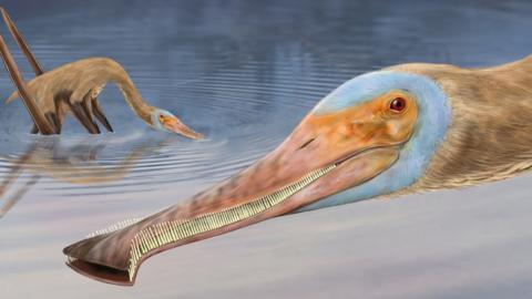 Artist image of dinosaur with long beak and lots of teeth
