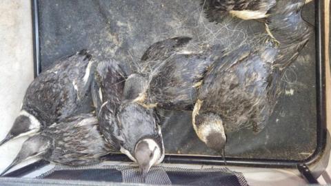 Only a few of the seabirds which had gotten trapped survived, according to the charity