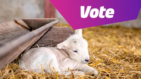 A photo of a tiny lamb resting on some straw, with text on the image reading VOTE