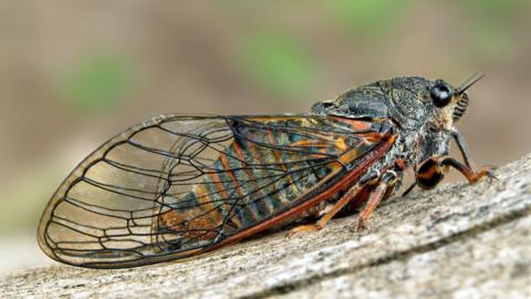 A cicada is a stout, heavy-bodied insect with wide-set bulging eyes, clear membranous wings resting on a piece of wood.