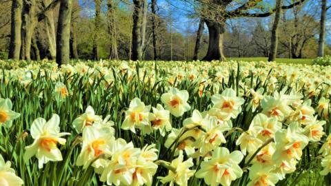 Lots of daffodils in a sunny park setting
