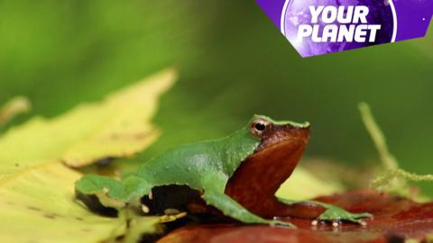 A frog and the yp logo