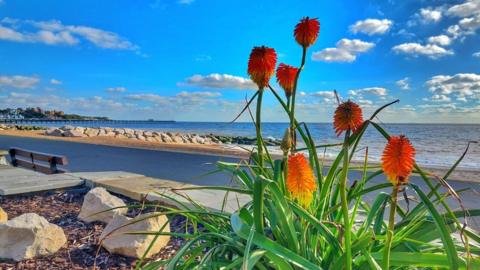 Orange flowers in the foreground with blue sea behind and bright blue sky above