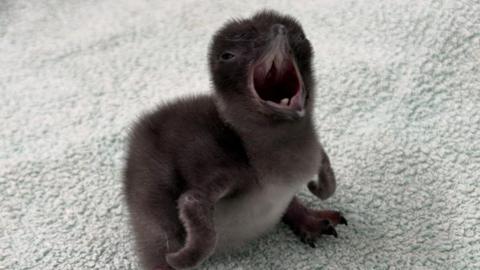 A small fluffy penguin chick with dark brown down and its beak wide open