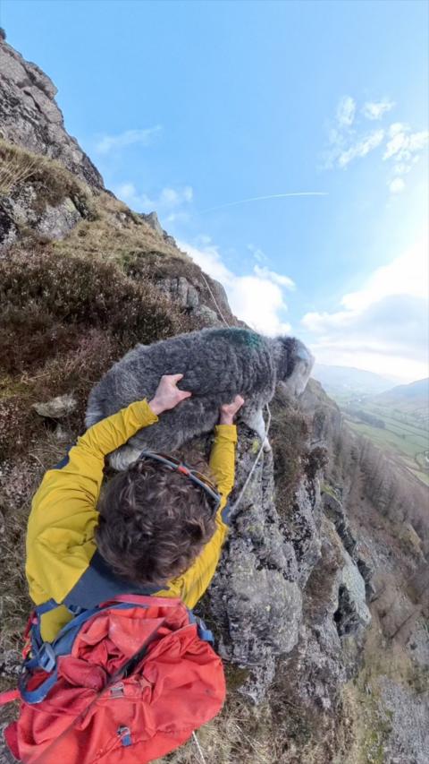 Will Birkett rescuing a sheep from a crag. Will and the sheep can be seen from behind, he is clutching on to the sheep's fleece.