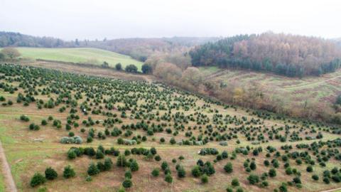 A drone shot of hundreds of trees and green fields. 