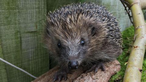 A hedgehog looking towards the camera. It is stood on a log with a slim branch nearby, and is at the bottom of a green, wooden garden fence.