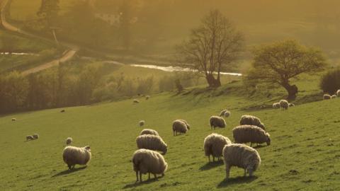 Sheep grazing