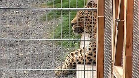 A leopard lies in its enclosure in Nebra