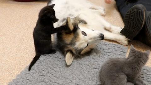 Dog and kittens