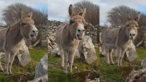 Harriet the donkey from Connemara