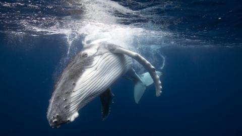 A humpback whale