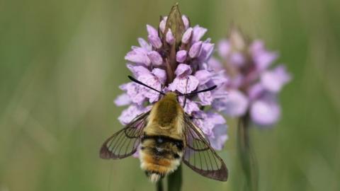 The narrow-bordered bee hawk-moth